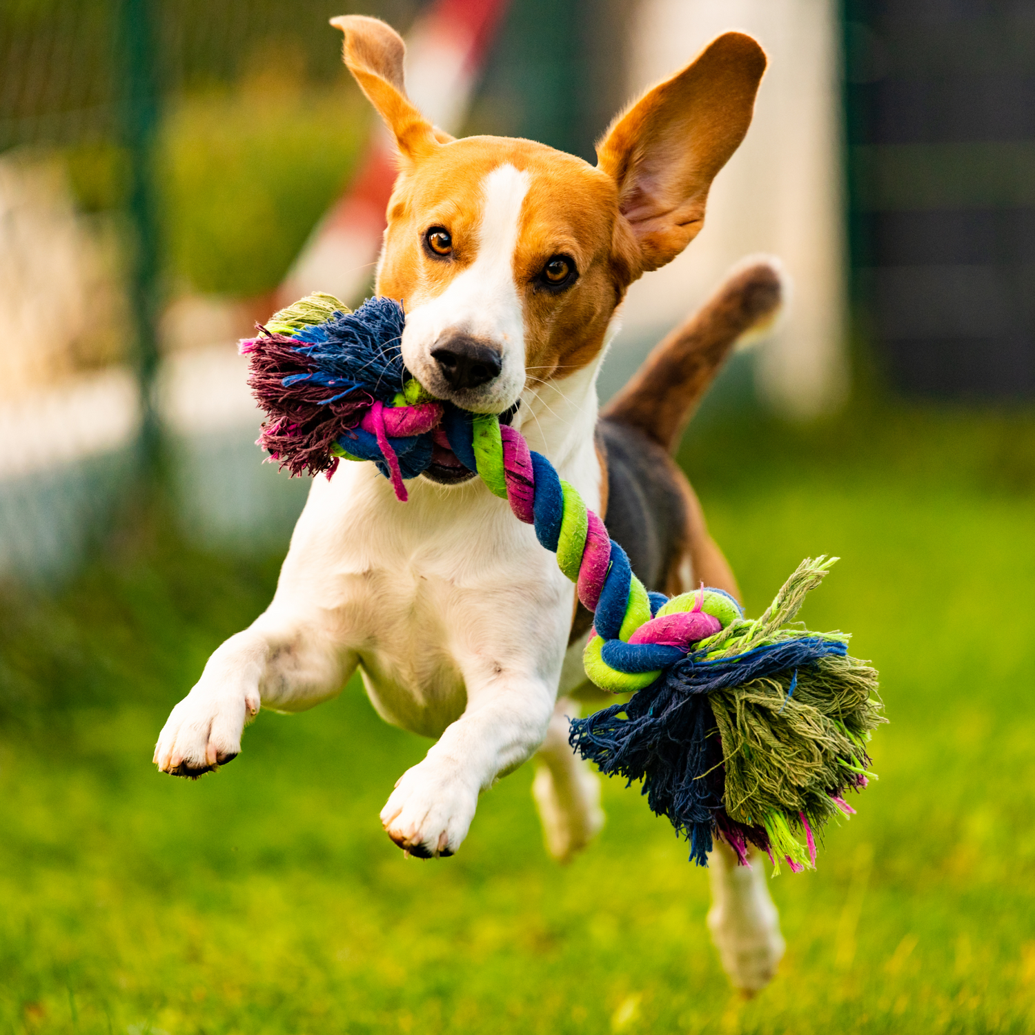 Pet Toys