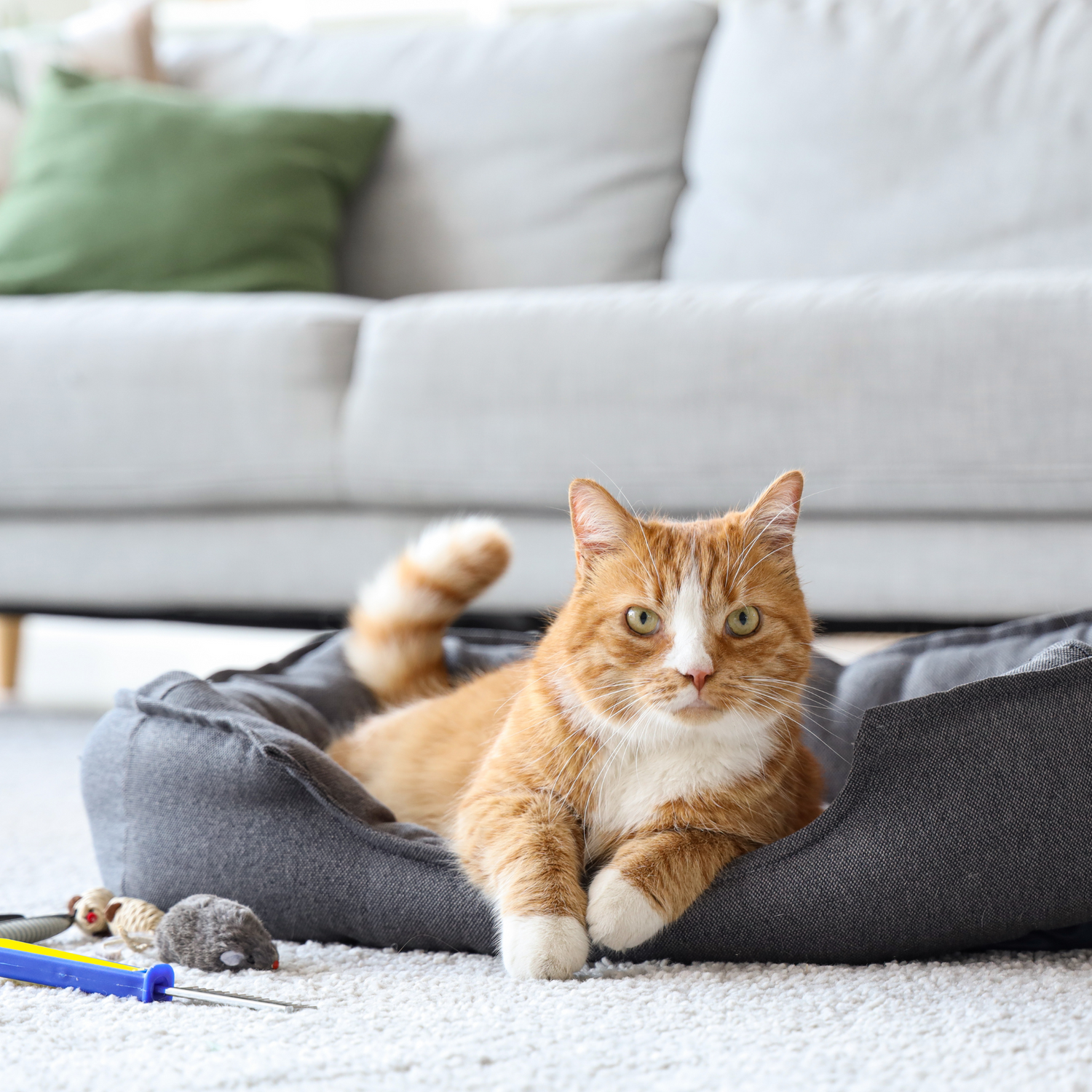 Pet Accessories